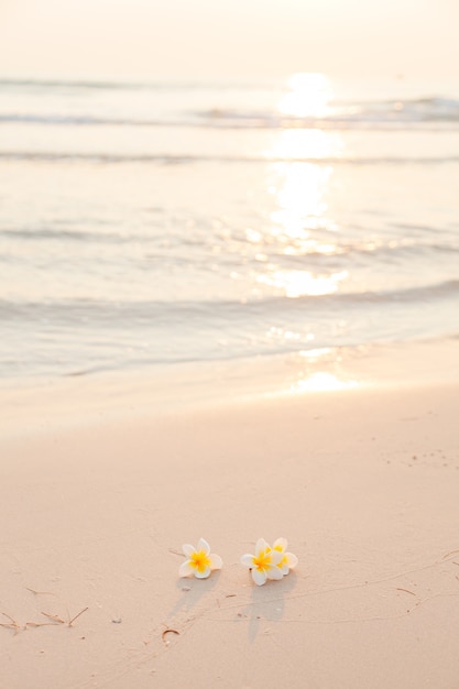 Flower on the sand