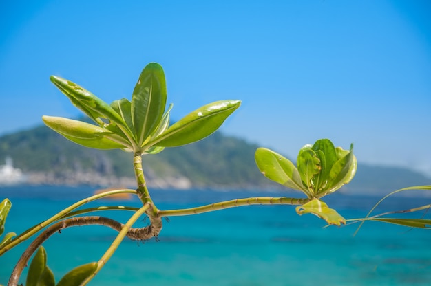 Photo flower at the sea.