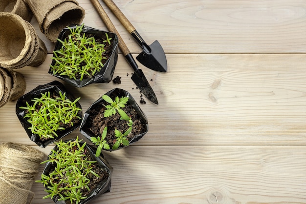 Flower seedlings in black plastic pots