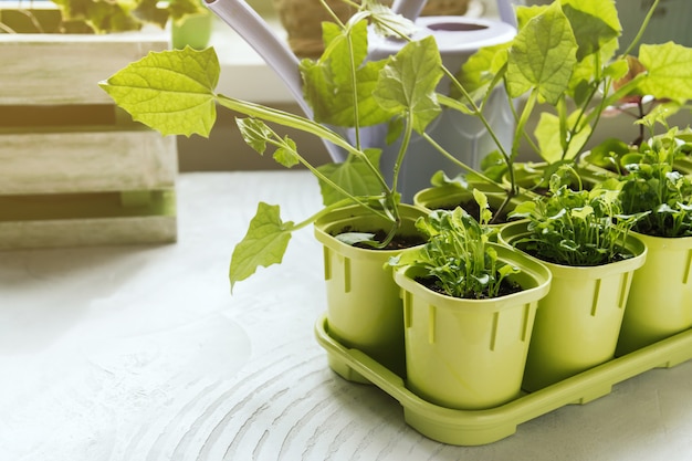 Flower seedlings in green plastic pots.