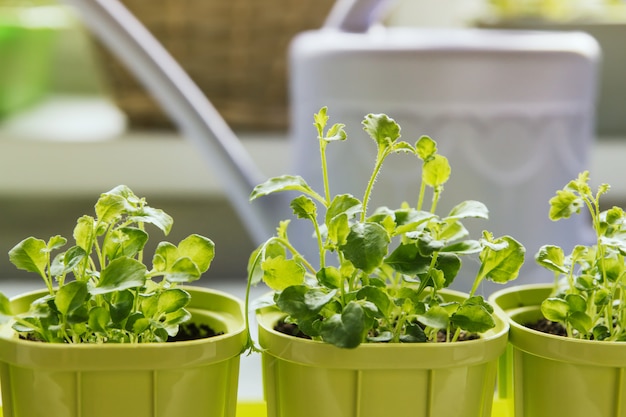 写真 緑のプラスチックポットの花苗