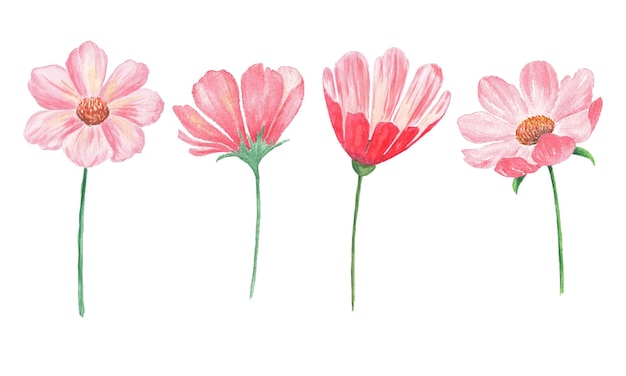 Flower Set. Watercolor illustration of pink flowers. botanical illustration on white background