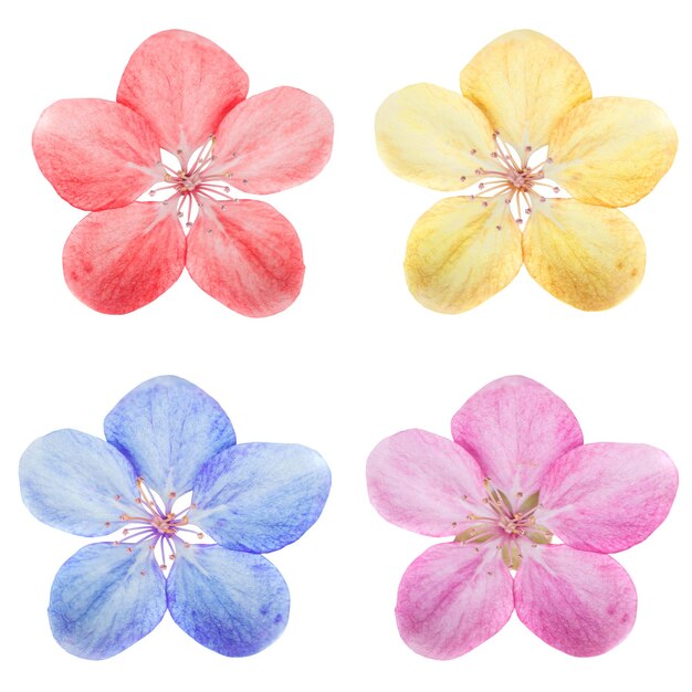 Photo flower set with 4 cherry flowers