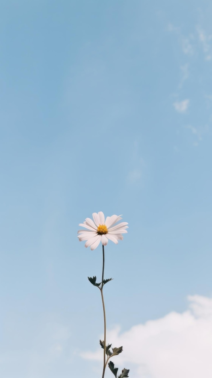 Photo flower and sky view asteraceae outdoors blossom
