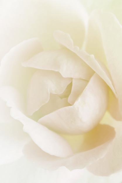 Flower on soft pastel color in blur style