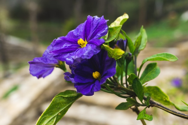 Flower solanum aviculare purple in bloom in spring Selective focus Copy space