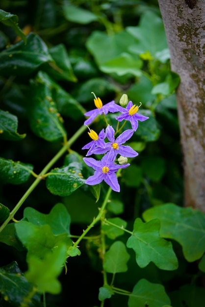 Solanum trilobatumの花