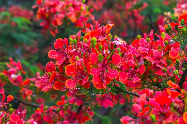 Un fiore a volte noto come fiore o fiore è la struttura riproduttiva nelle piante da fiore