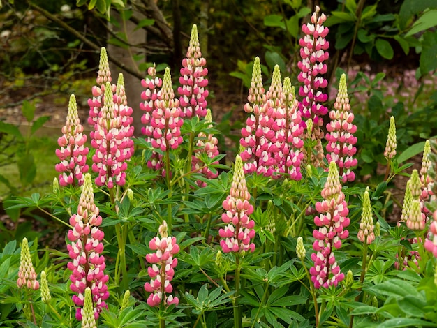 Photo flower spikes of beautiful pink and white lupins in a garden