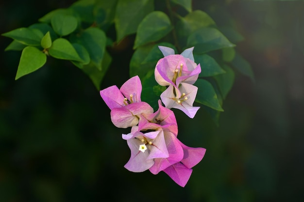 花 春 自然 ピンク