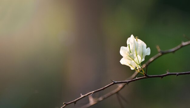 花春の自然