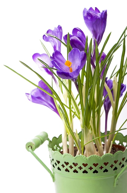 Flower in the spring Purple crocuses isolated on orange background