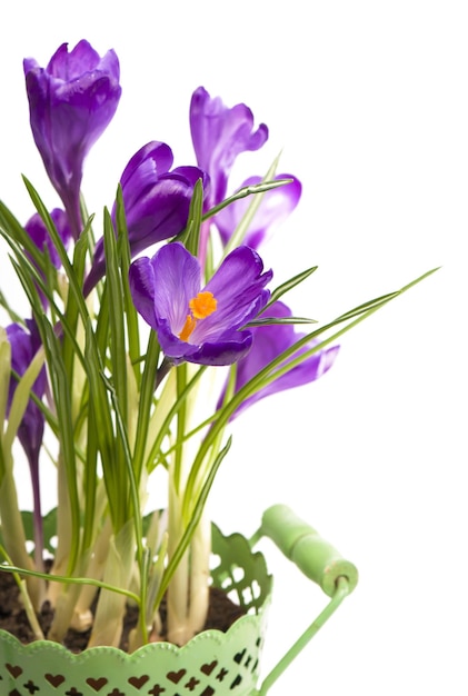 Flower in the spring Purple crocuses isolated on orange background
