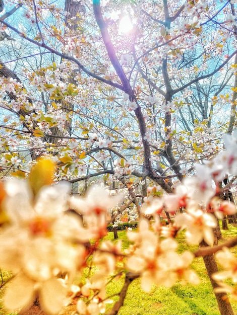 Foto fiore e primavera