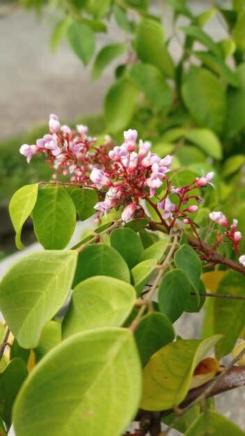 Flower starfruits