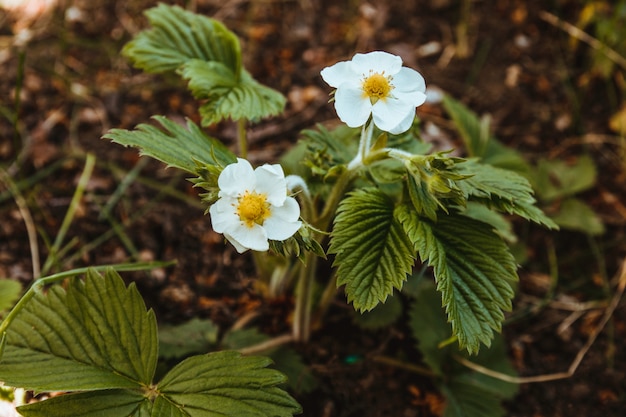 Fiore di fragole nel giardino.