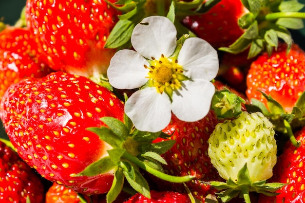 Foto fiore di una fragola su sfondo rosso fragole