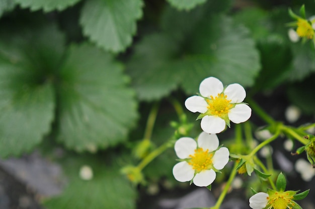 Flower of strawberry in farm