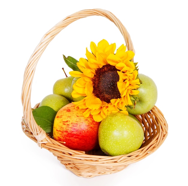 Flower of a sunflower and apples in Basket on a white background