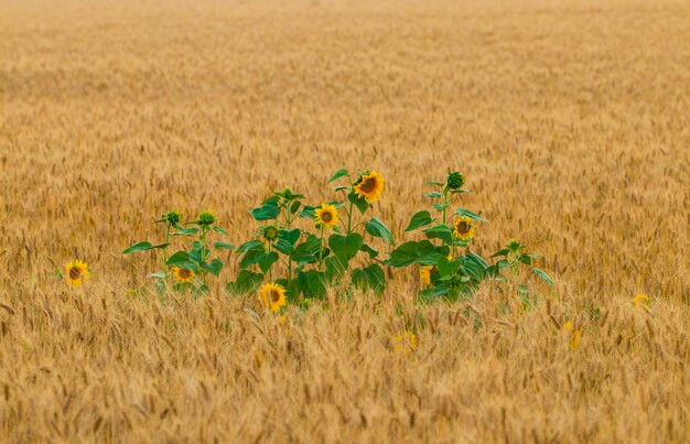 小麦畑のひまわりの花