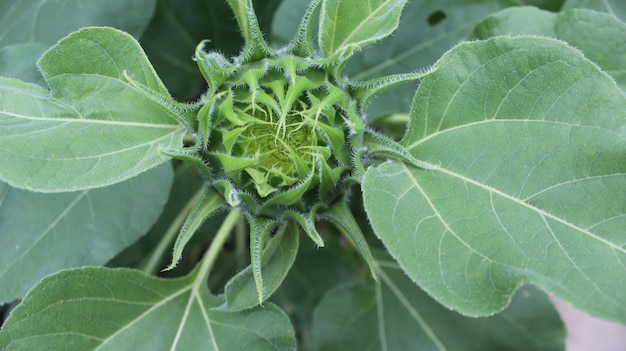 Flower of sunflower isolated premium