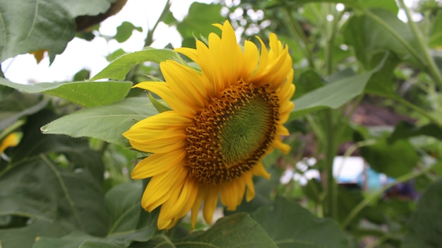 Flower of sunflower isolated premium