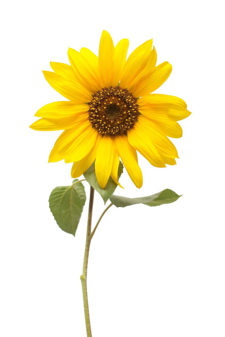 Photo flower of sunflower isolated on white background. seeds and oil. flat lay, top view