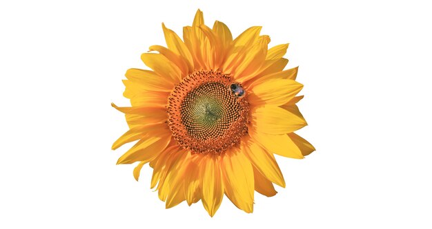 Photo flower of sunflower isolated on white background.
