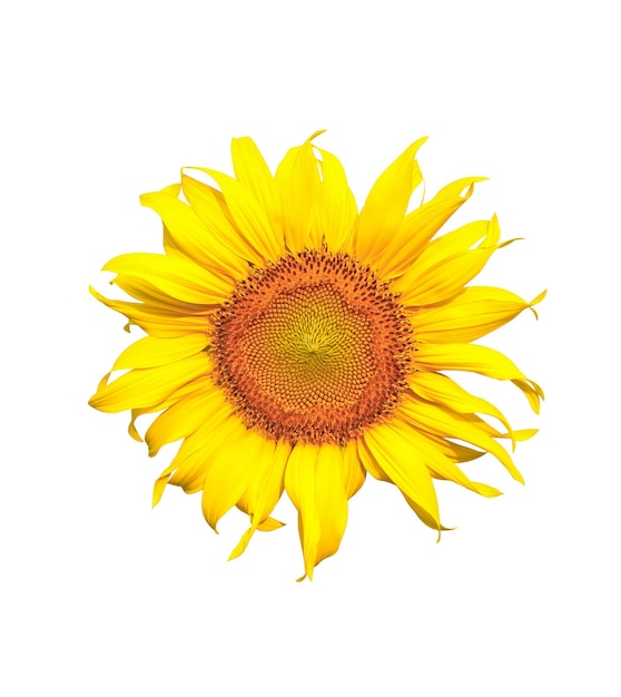 Photo flower of sunflower isolated on white background.