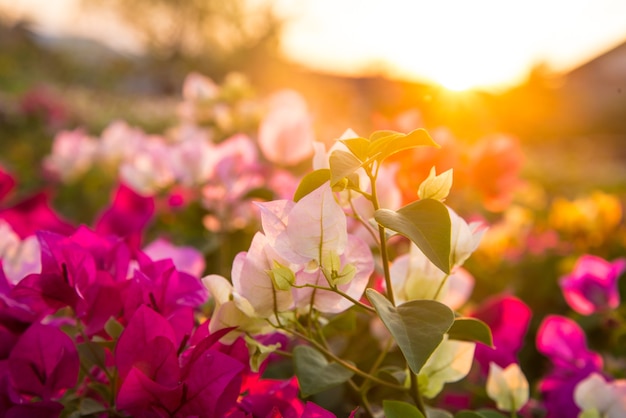 花と夕日