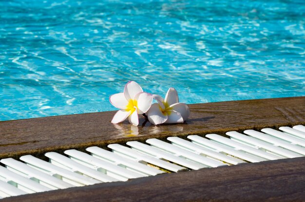 Flower on swimming pool