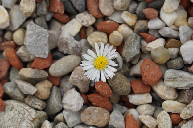 The flower that grew through the stones