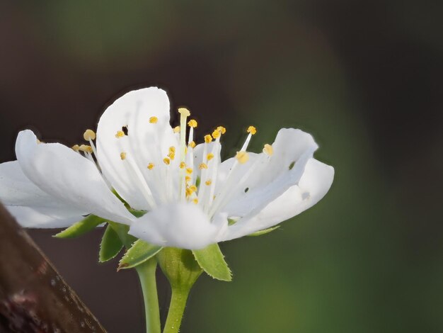 Photo a flower that has the number 3 on it