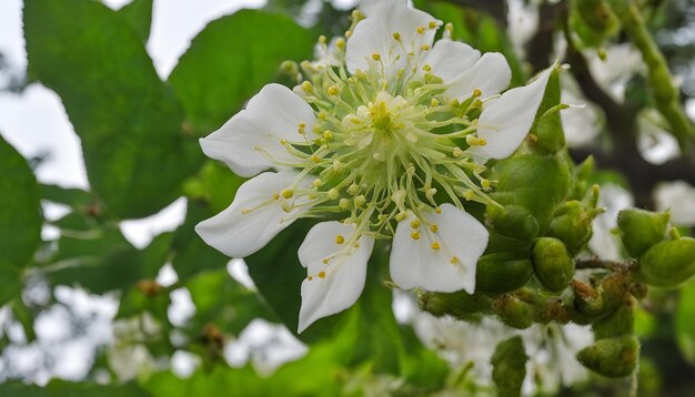 a flower that has the word  spring  on it