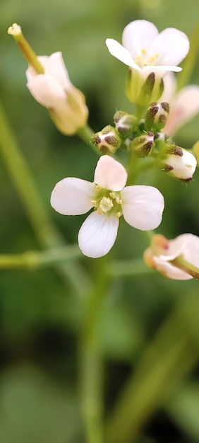 A flower that is called a flower