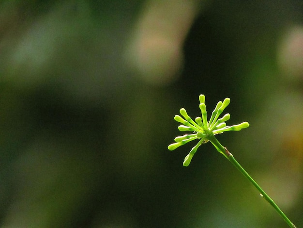 A flower that is in the grass