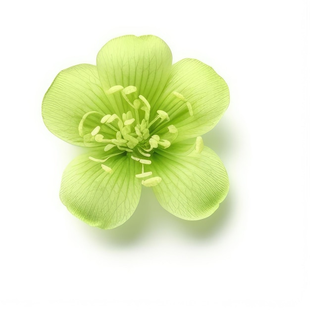 A flower that is green and has a green flower in the center.