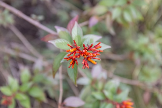 オレンジと赤の花