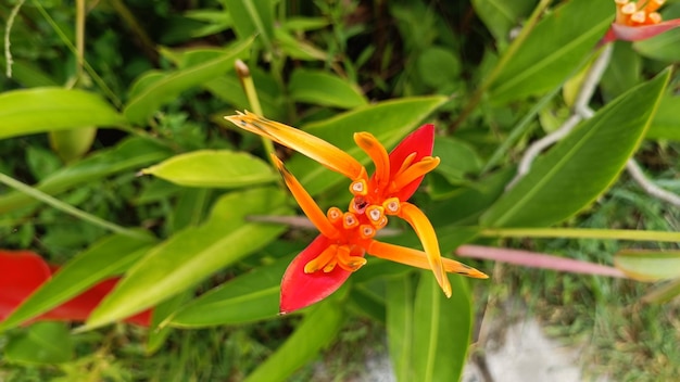 オレンジと赤の花