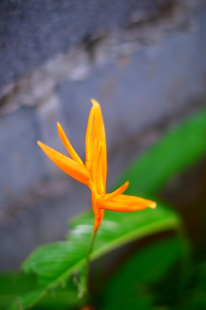 A flower that is orange with the word orchid on it