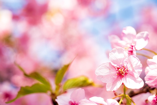 A flower that is pink and has a blue background