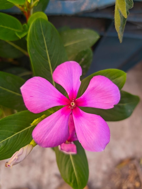 A flower that is pink and has a red center