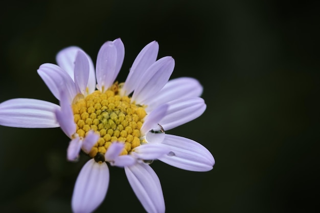 A flower that is in a pot that is a little yellow.