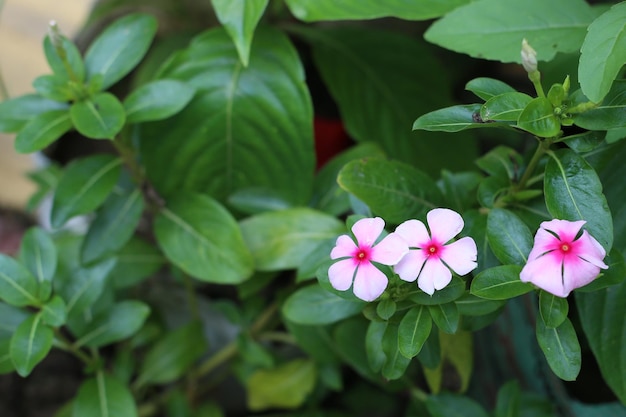 A flower that is in a pot