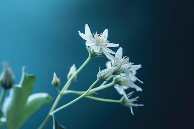 鉢植えの花