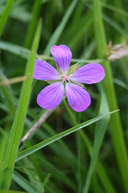 A flower that is purple in color