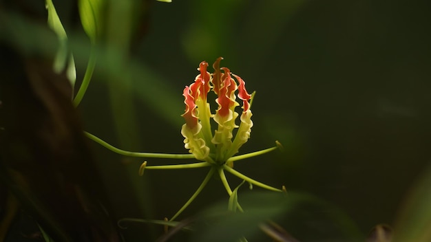 A flower that is red and green