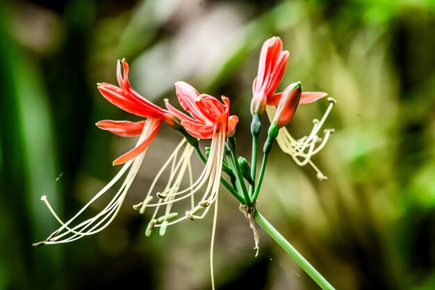 Photo a flower that is red and orange in color