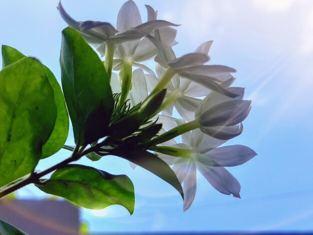 A flower that is in the sky with the sun behind it