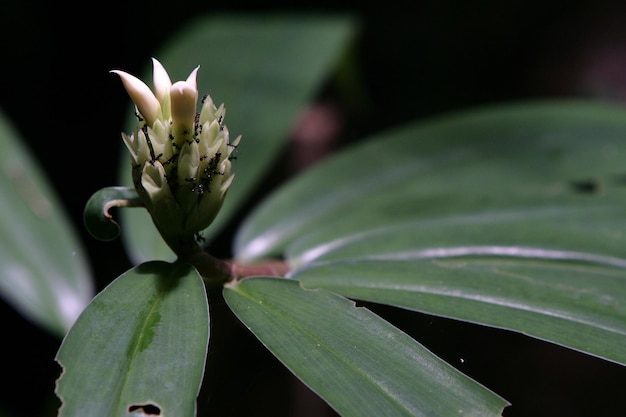 A flower that is starting to open